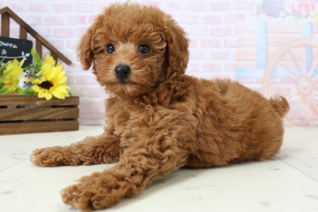 福岡県のトイプードル(トイ) (Coo&RIKU黒崎店/2026年2月24日生まれ/女の子/アプリコット)の子犬の3枚目の画像