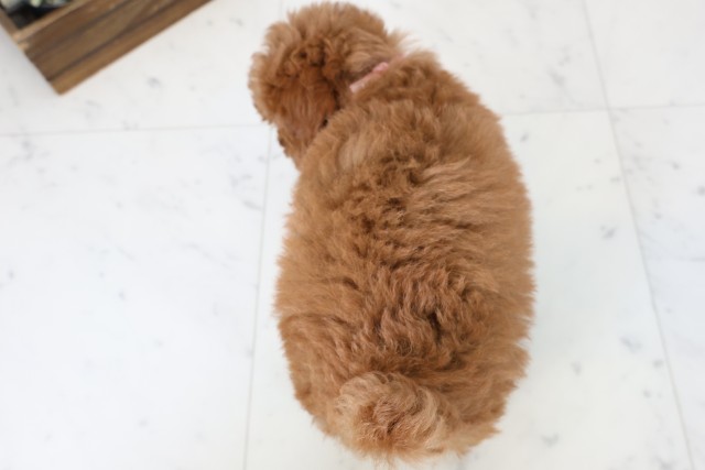 福岡県のトイプードル(トイ) (Coo&RIKU黒崎店/2026年2月24日生まれ/女の子/アプリコット)の子犬の4枚目の画像