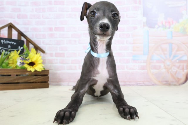 イタリアングレーハウンド