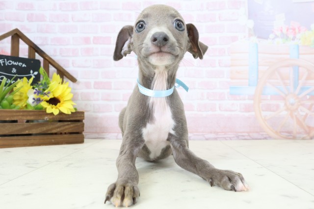 沖縄県のイタリアングレーハウンド (Coo&RIKU沖縄浦添店/2026年2月17日生まれ/男の子/ブルーホワイト)の子犬の1枚目の画像
