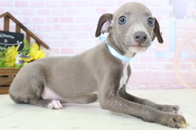 沖縄県のイタリアングレーハウンド (Coo&RIKU沖縄浦添店/2026年2月17日生まれ/男の子/ブルーホワイト)の子犬の2枚目の画像