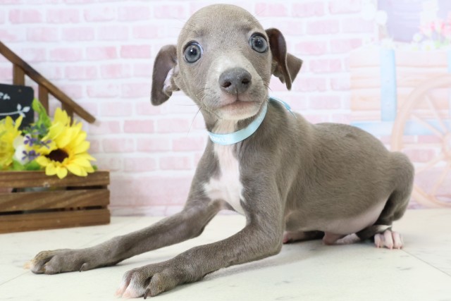 沖縄県のイタリアングレーハウンド (Coo&RIKU沖縄浦添店/2026年2月17日生まれ/男の子/ブルーホワイト)の子犬の3枚目の画像