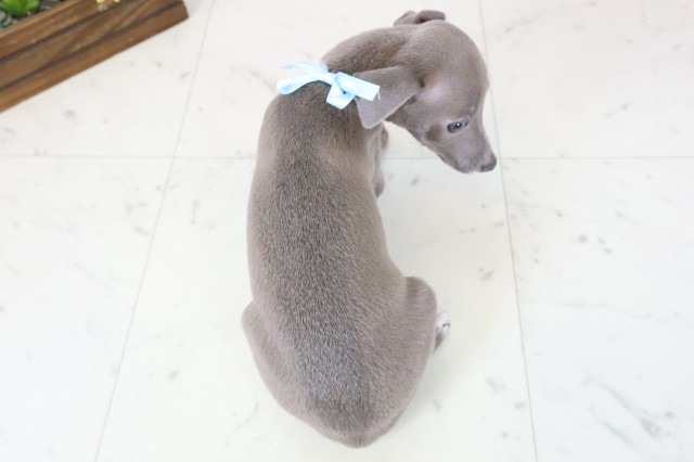 沖縄県のイタリアングレーハウンド (Coo&RIKU沖縄浦添店/2026年2月17日生まれ/男の子/ブルーホワイト)の子犬の4枚目の画像