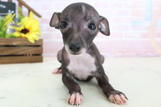 イタリアングレーハウンド