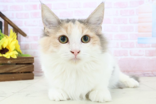 ノルウェージャン・フォレストキャット