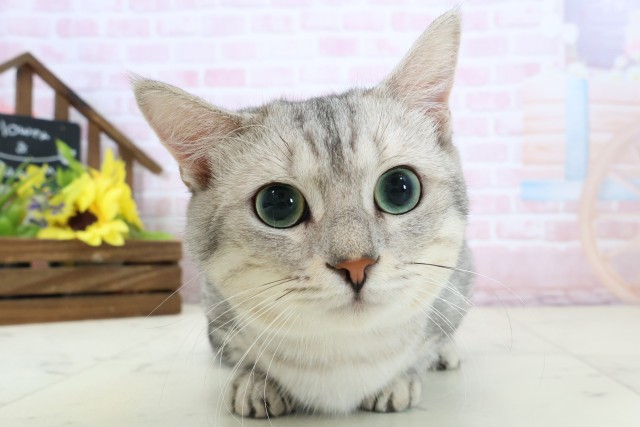 鹿児島県のマンチカン (Coo&RIKU霧島店/2025年3月27日生まれ/男の子/シルバータビー)の子猫の1枚目の画像