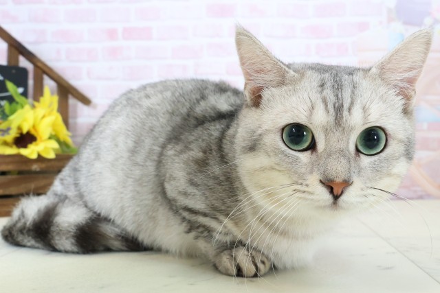 鹿児島県のマンチカン (Coo&RIKU霧島店/2025年3月27日生まれ/男の子/シルバータビー)の子猫の2枚目の画像