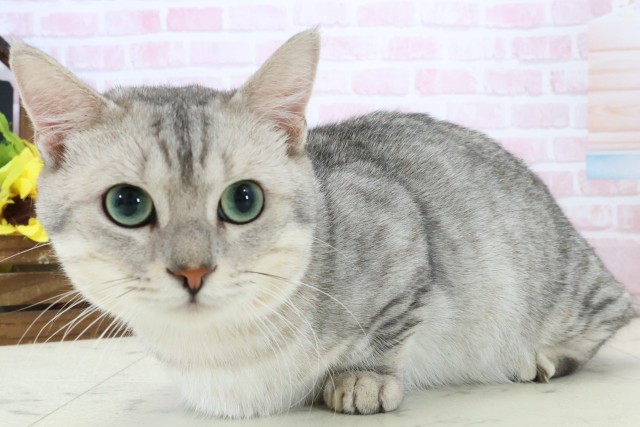 鹿児島県のマンチカン (Coo&RIKU霧島店/2025年3月27日生まれ/男の子/シルバータビー)の子猫の3枚目の画像