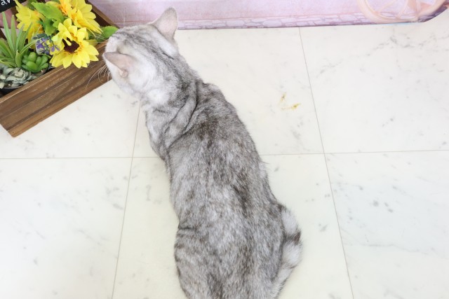 鹿児島県のマンチカン (Coo&RIKU霧島店/2025年3月27日生まれ/男の子/シルバータビー)の子猫の4枚目の画像