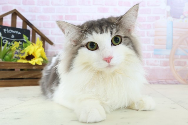 佐賀県のノルウェージャンフォレストキャット (Coo&RIKU佐賀神埼店/2025年8月12日生まれ/女の子/ブラウンパッチドタビーホワイト)の子猫の1枚目の画像