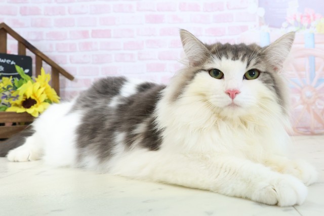 佐賀県のノルウェージャンフォレストキャット (Coo&RIKU佐賀神埼店/2025年8月12日生まれ/女の子/ブラウンパッチドタビーホワイト)の子猫の2枚目の画像