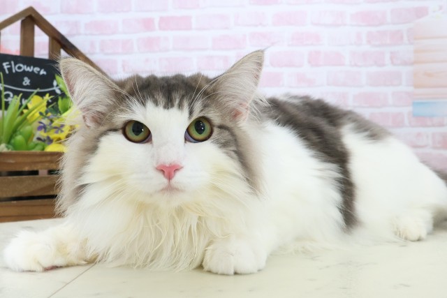 佐賀県のノルウェージャンフォレストキャット (Coo&RIKU佐賀神埼店/2025年8月12日生まれ/女の子/ブラウンパッチドタビーホワイト)の子猫の3枚目の画像