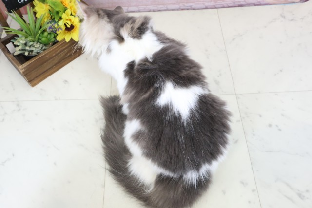 佐賀県のノルウェージャンフォレストキャット (Coo&RIKU佐賀神埼店/2025年8月12日生まれ/女の子/ブラウンパッチドタビーホワイト)の子猫の4枚目の画像