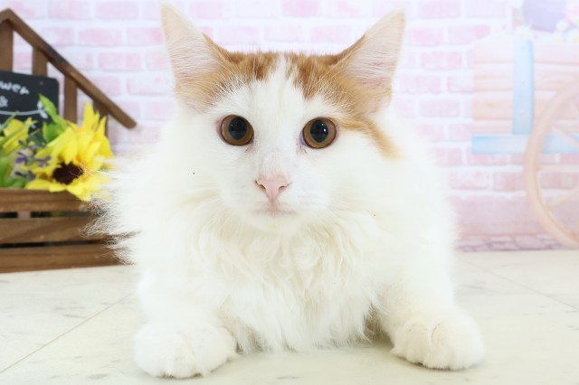 鹿児島県のノルウェージャンフォレストキャット (Coo&RIKU霧島店/2025年10月20日生まれ/男の子/レッドタビーホワイト)の子猫の1枚目の画像