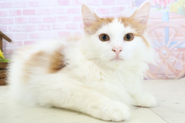 鹿児島県のノルウェージャンフォレストキャット (Coo&RIKU霧島店/2025年10月20日生まれ/男の子/レッドタビーホワイト)の子猫の2枚目の画像