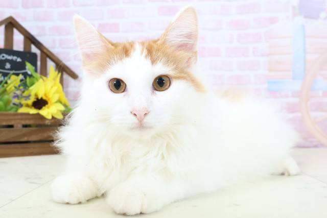 鹿児島県のノルウェージャンフォレストキャット (Coo&RIKU霧島店/2025年10月20日生まれ/男の子/レッドタビーホワイト)の子猫の3枚目の画像