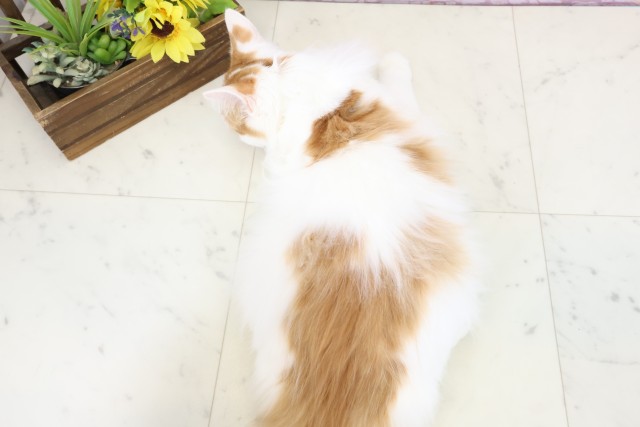 鹿児島県のノルウェージャンフォレストキャット (Coo&RIKU霧島店/2025年10月20日生まれ/男の子/レッドタビーホワイト)の子猫の4枚目の画像