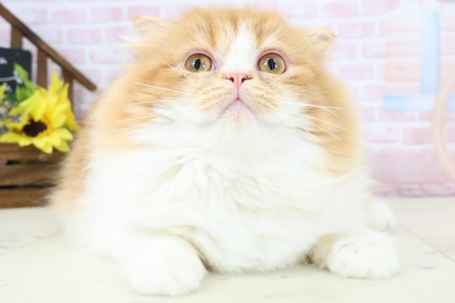 福岡県のフォールデックス (Coo&RIKU大牟田店/2025年9月7日生まれ/女の子/レッドタビーホワイト)の子猫の1枚目の画像