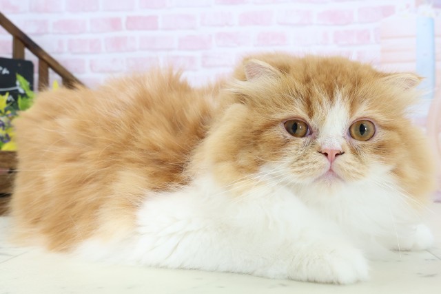 福岡県のフォールデックス (Coo&RIKU大牟田店/2025年9月7日生まれ/女の子/レッドタビーホワイト)の子猫の2枚目の画像