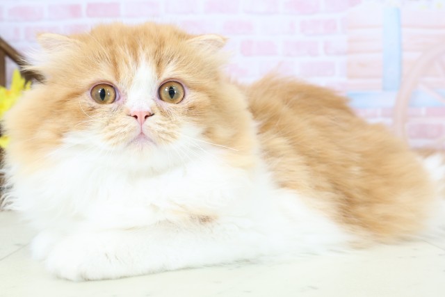 福岡県のフォールデックス (Coo&RIKU大牟田店/2025年9月7日生まれ/女の子/レッドタビーホワイト)の子猫の3枚目の画像