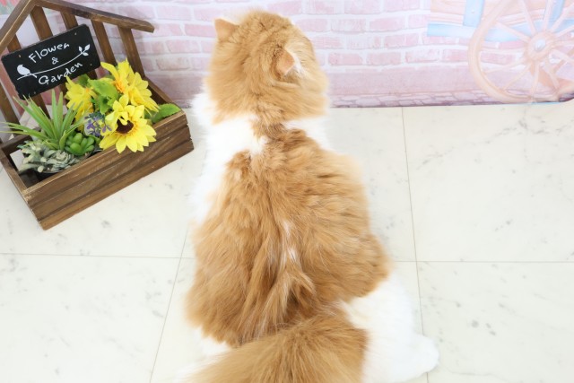 福岡県のフォールデックス (Coo&RIKU大牟田店/2025年9月7日生まれ/女の子/レッドタビーホワイト)の子猫の4枚目の画像