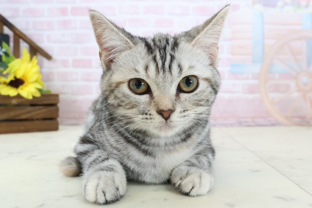 鹿児島県のアメリカンショートヘアー (Coo&RIKU鹿屋店/2025年11月6日生まれ/女の子/シルバーパッチドタビーホワイト)の子猫