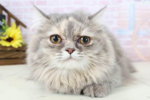 佐賀県のミヌエット (Coo&RIKU佐賀神埼店/2025年8月10日生まれ/女の子/ブルーパッチドタビー)の子猫の1枚目の画像