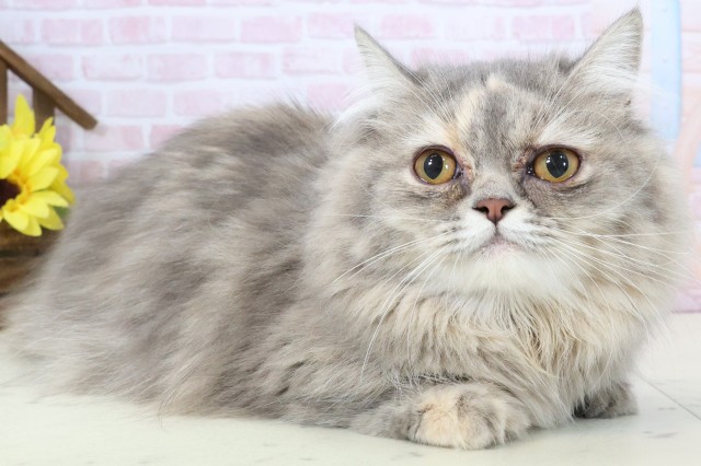 佐賀県のミヌエット (Coo&RIKU佐賀神埼店/2025年8月10日生まれ/女の子/ブルーパッチドタビー)の子猫の2枚目の画像