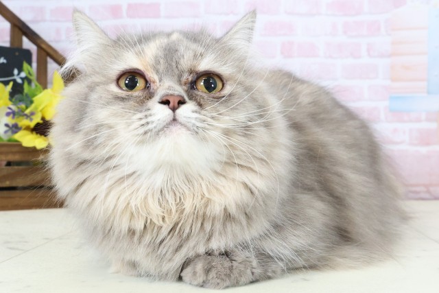 佐賀県のミヌエット (Coo&RIKU佐賀神埼店/2025年8月10日生まれ/女の子/ブルーパッチドタビー)の子猫の3枚目の画像