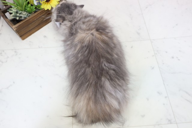 佐賀県のミヌエット (Coo&RIKU佐賀神埼店/2025年8月10日生まれ/女の子/ブルーパッチドタビー)の子猫の4枚目の画像