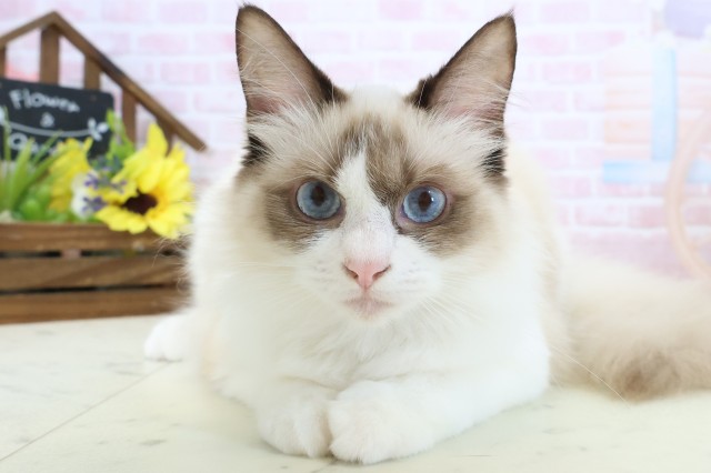 福岡県のラグドール (Coo&RIKU筑後店/2025年8月3日生まれ/女の子/シールポイントバイカラー)の子猫の1枚目の画像