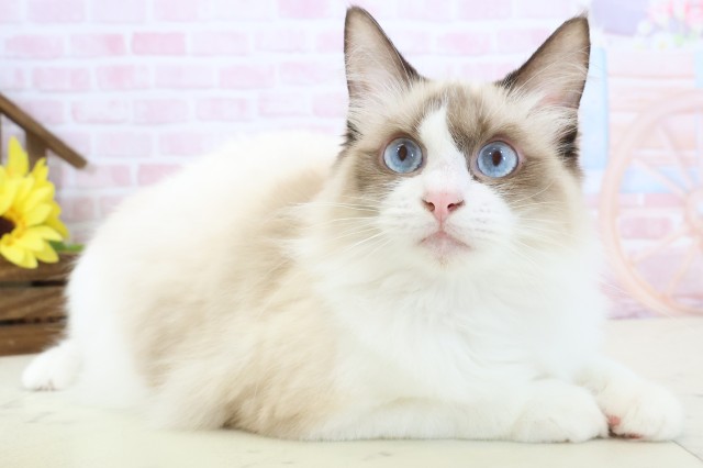 福岡県のラグドール (Coo&RIKU筑後店/2025年8月3日生まれ/女の子/シールポイントバイカラー)の子猫の2枚目の画像