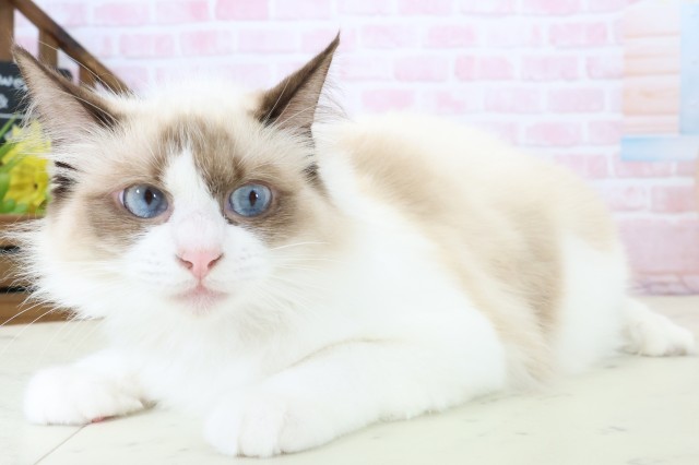 福岡県のラグドール (Coo&RIKU筑後店/2025年8月3日生まれ/女の子/シールポイントバイカラー)の子猫の3枚目の画像