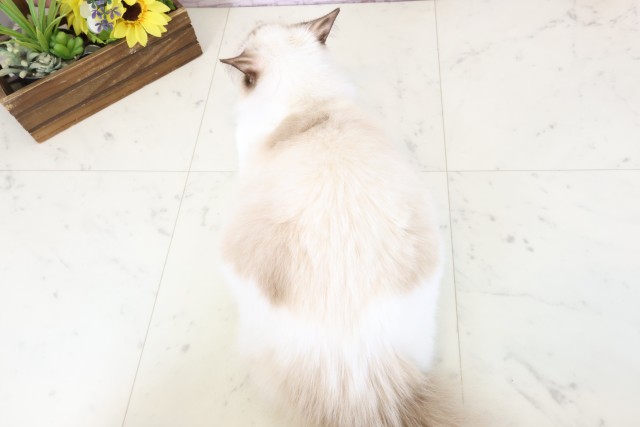 福岡県のラグドール (Coo&RIKU筑後店/2025年8月3日生まれ/女の子/シールポイントバイカラー)の子猫の4枚目の画像