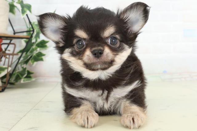 佐賀県のチワワ(ロング) (Coo&RIKU佐賀神埼店/2026年2月23日生まれ/男の子/ブラックタンホワイト)の子犬の1枚目の画像