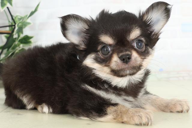 佐賀県のチワワ(ロング) (Coo&RIKU佐賀神埼店/2026年2月23日生まれ/男の子/ブラックタンホワイト)の子犬の2枚目の画像