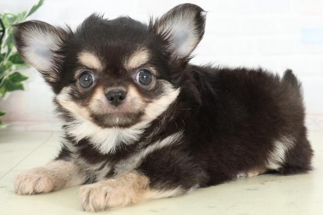 佐賀県のチワワ(ロング) (Coo&RIKU佐賀神埼店/2026年2月23日生まれ/男の子/ブラックタンホワイト)の子犬の3枚目の画像