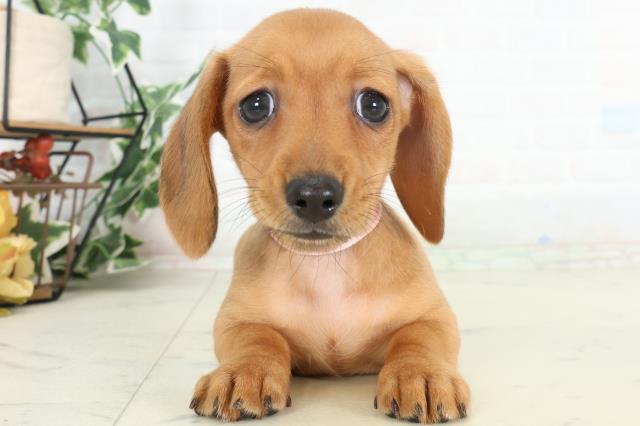 ミニチュア・ダックスフンド（スムースヘアー）