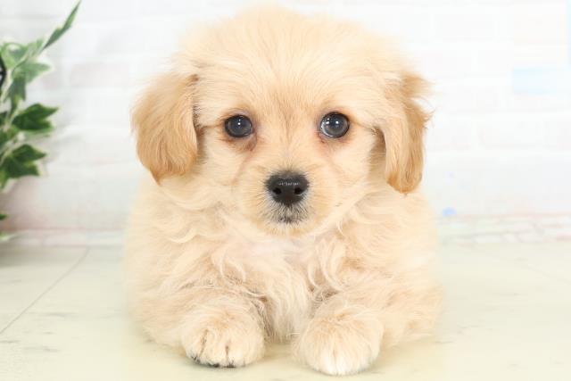 鹿児島県のチワプー/プーチー(チワワ×プードル) (Coo&RIKU霧島店/2026年2月24日生まれ/男の子/クリームホワイト)の子犬の1枚目の画像