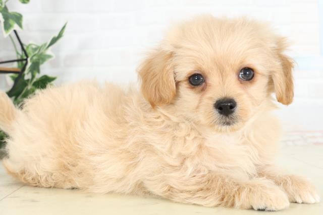 鹿児島県のチワプー/プーチー(チワワ×プードル) (Coo&RIKU霧島店/2026年2月24日生まれ/男の子/クリームホワイト)の子犬の2枚目の画像