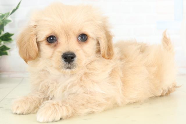 鹿児島県のチワプー/プーチー(チワワ×プードル) (Coo&RIKU霧島店/2026年2月24日生まれ/男の子/クリームホワイト)の子犬の3枚目の画像