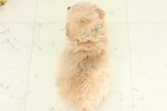 鹿児島県のチワプー/プーチー(チワワ×プードル) (Coo&RIKU霧島店/2026年2月24日生まれ/男の子/クリームホワイト)の子犬の4枚目の画像