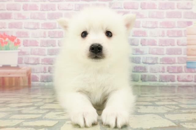 宮城県の日本スピッツ (Coo&RIKU仙台太白店/2026年2月25日生まれ/男の子/ホワイト)の子犬の1枚目の画像