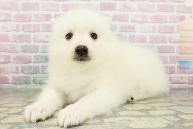 宮城県の日本スピッツ (Coo&RIKU仙台太白店/2026年2月25日生まれ/男の子/ホワイト)の子犬の2枚目の画像