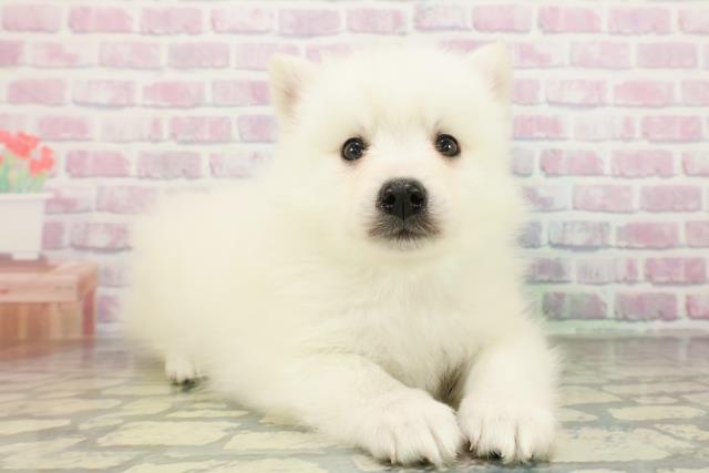 宮城県の日本スピッツ (Coo&RIKU仙台太白店/2026年2月25日生まれ/男の子/ホワイト)の子犬の3枚目の画像