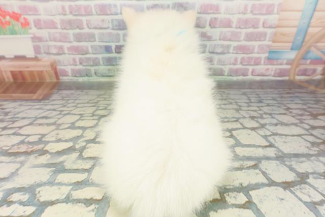 宮城県の日本スピッツ (Coo&RIKU仙台太白店/2026年2月25日生まれ/男の子/ホワイト)の子犬の4枚目の画像