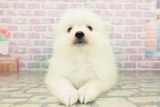 埼玉県の日本スピッツ (Coo&RIKU春日部店/2026年2月25日生まれ/男の子/ホワイト)の子犬の1枚目の画像