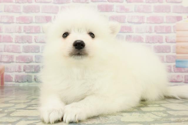 埼玉県の日本スピッツ (Coo&RIKU春日部店/2026年2月25日生まれ/男の子/ホワイト)の子犬の2枚目の画像