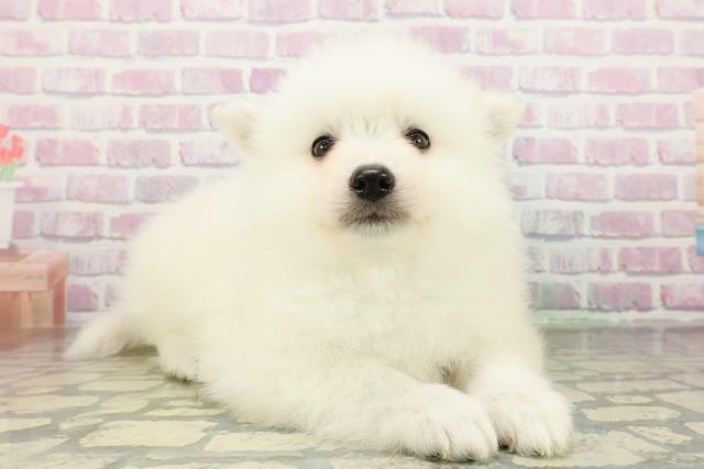 埼玉県の日本スピッツ (Coo&RIKU春日部店/2026年2月25日生まれ/男の子/ホワイト)の子犬の3枚目の画像