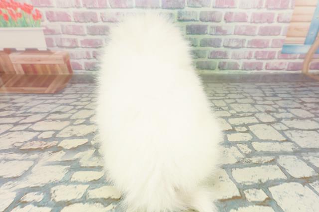 埼玉県の日本スピッツ (Coo&RIKU春日部店/2026年2月25日生まれ/男の子/ホワイト)の子犬の4枚目の画像